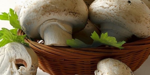 Sirovi šampinjoni: je li moguće jesti, koristi i štete, recenzije, recepti za kuhanje